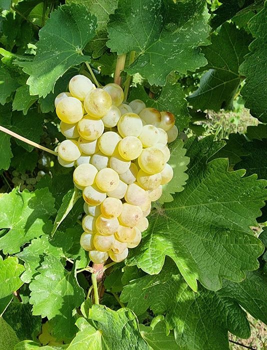 Struguri pentru vin Muscat Ottonel