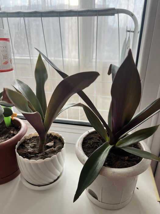 Традесканция цветок