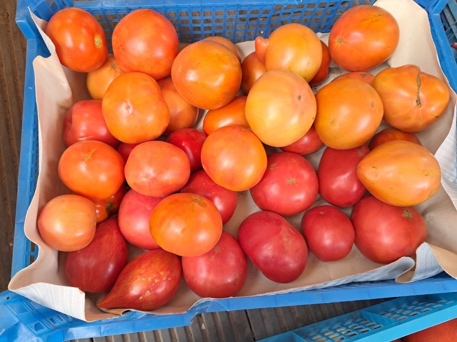 Продам дачные помидоры