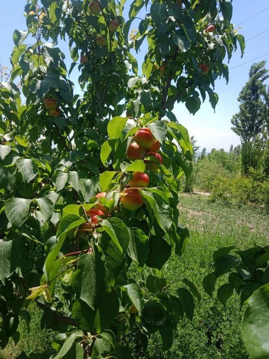 УРИК КУЧАТЛАРНИ 8 Хил сорти бор сортига падвойига кафолат берамиз