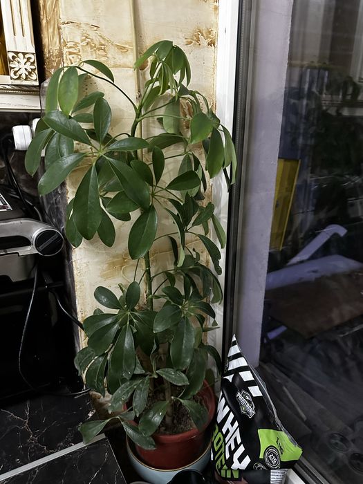 Комнатные цветы для дома офиса