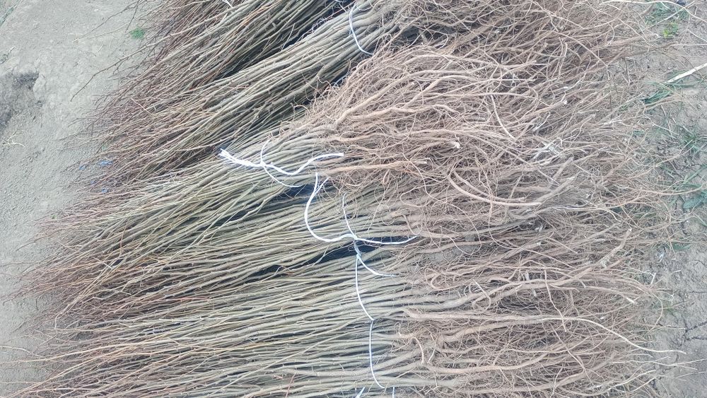 Puieti salcâm disponibil 15000.de bucăți preț 0.80 banii frasin comun