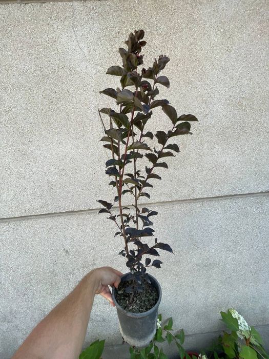 Индийская сирень чернолистная