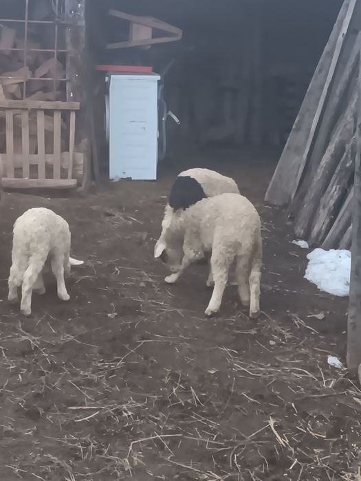 Oi breze  Nu răspund la mesaje