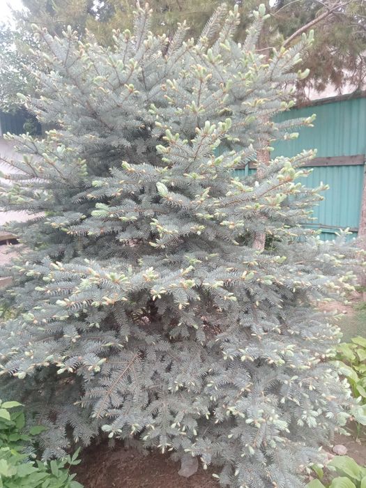 Голубая ель . 3-4 метра