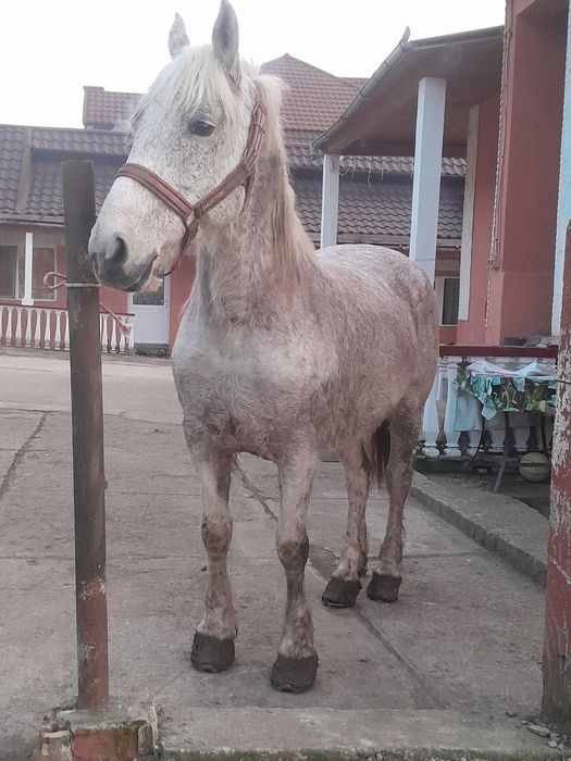 Vând iapă de șase ani