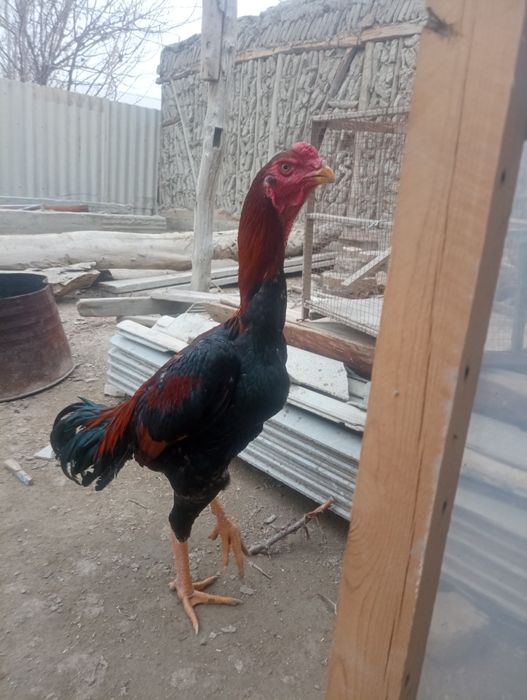 Toza 100talik Koreya xo'roz sotiladi