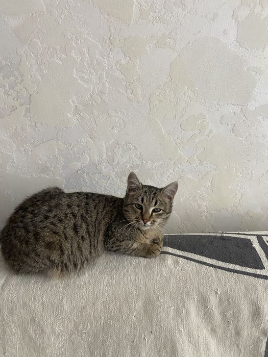 Отдам в добрые руки