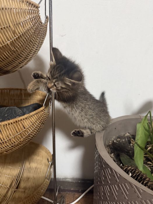 Котенок девочка очень умная игривая