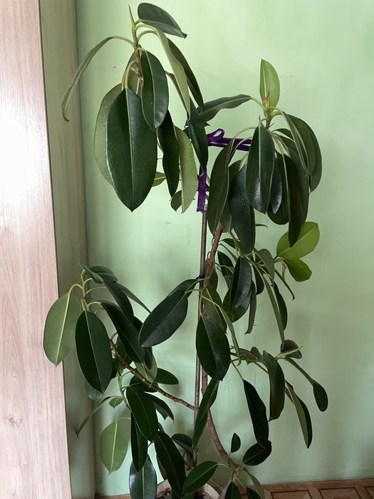 Фикус разного размера