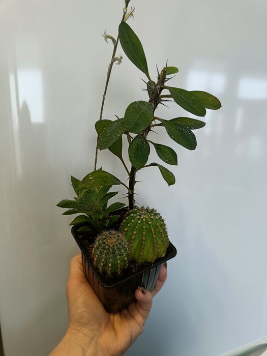 Продам суккуленты