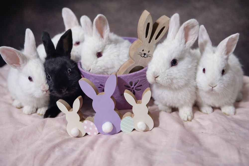 Vând iepuri din rasa hycole francez