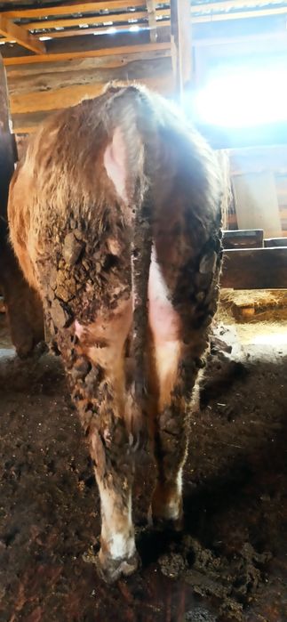 Продам бычка с откорма