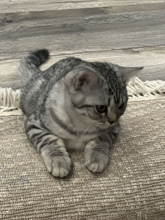 Котенок Британец 3.5 мес