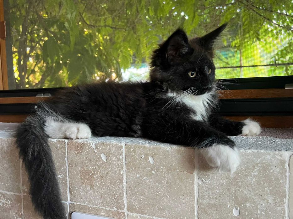 Felisa autorizata rasa Maine Coon
