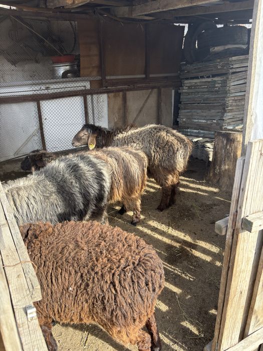 Қойлар сатылады семіз