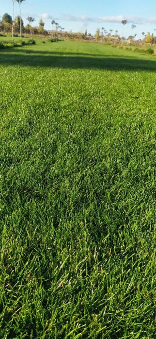 Gazon optom | tayyor gazon | рулонные газоны оптом