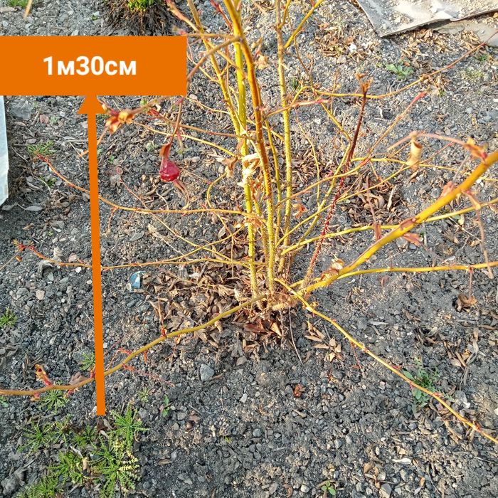 Кусты шиповника , смородины дичка и ароматная , сирень, лен