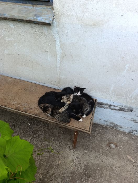 отдам кошек, вместе с мамой, 4 котят все самки