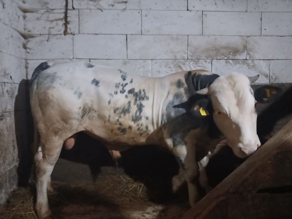 Taur de vanzare