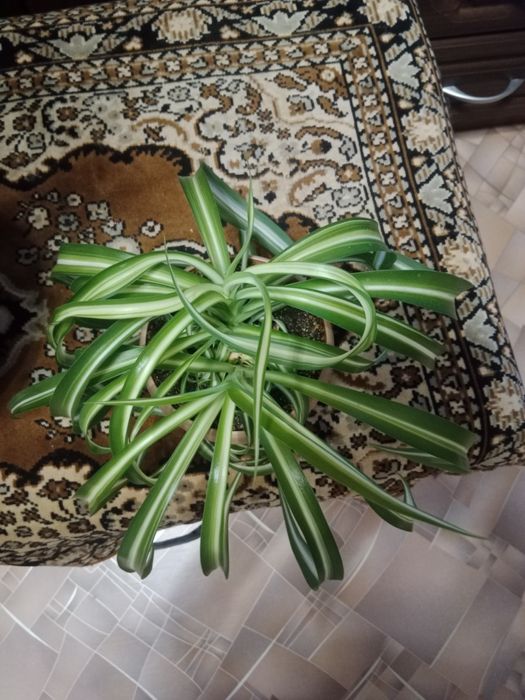 Комнатные  цветы