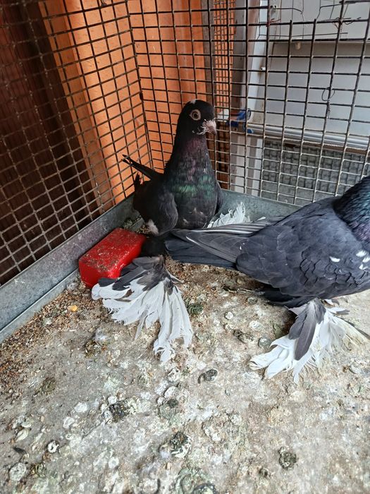 Голуби сотиладииии