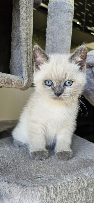 British shorthair colorpoint mascul