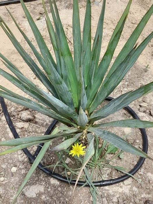 Озеленение в актау Садовник