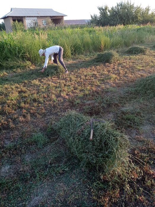 Беда , Иштихон, Митанда