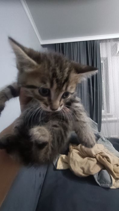 Отдам котят в хорошие руки