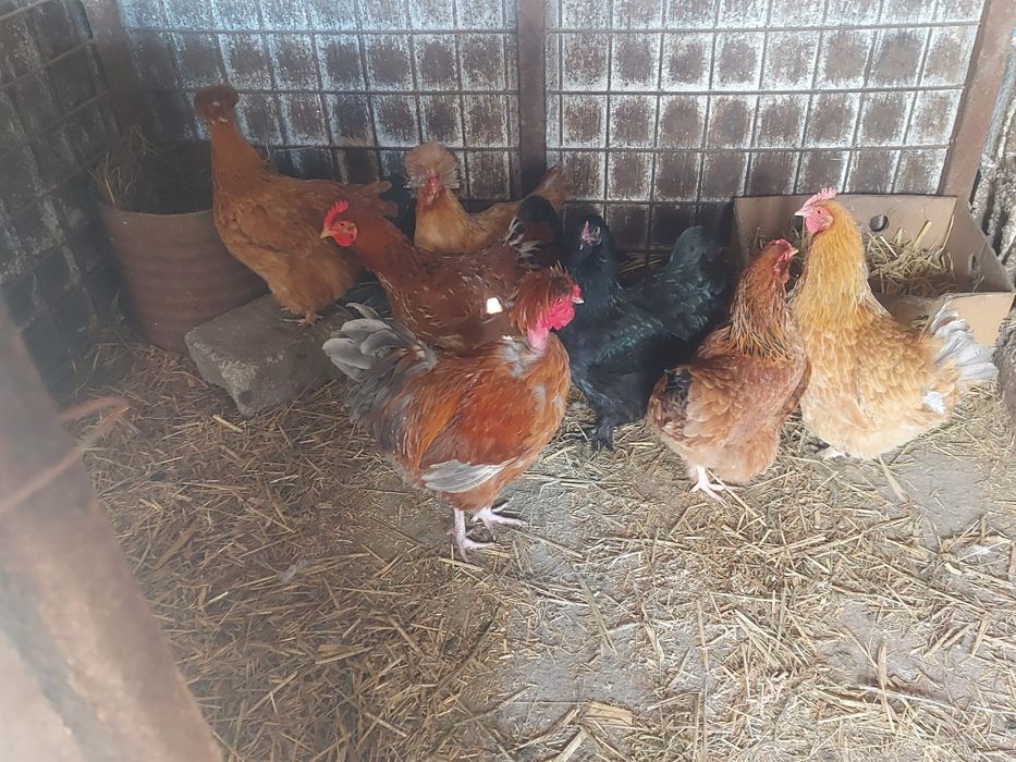 Vând găini și cocos moțat