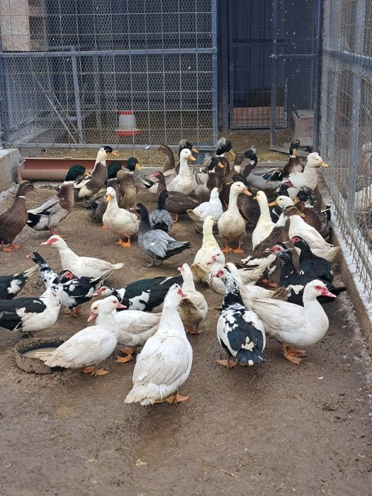 vând rațe leșești