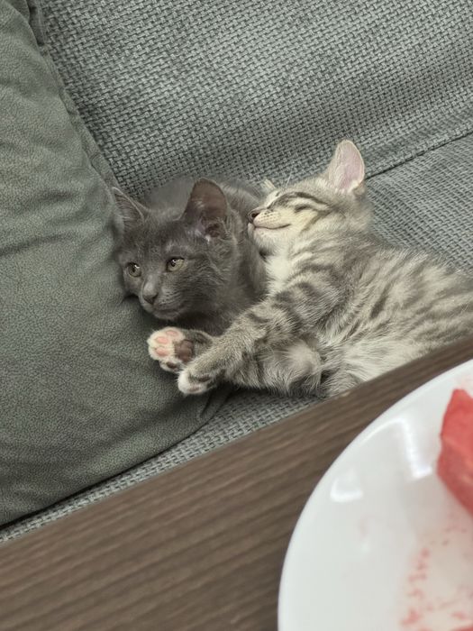Котять  британский коротка шерсть