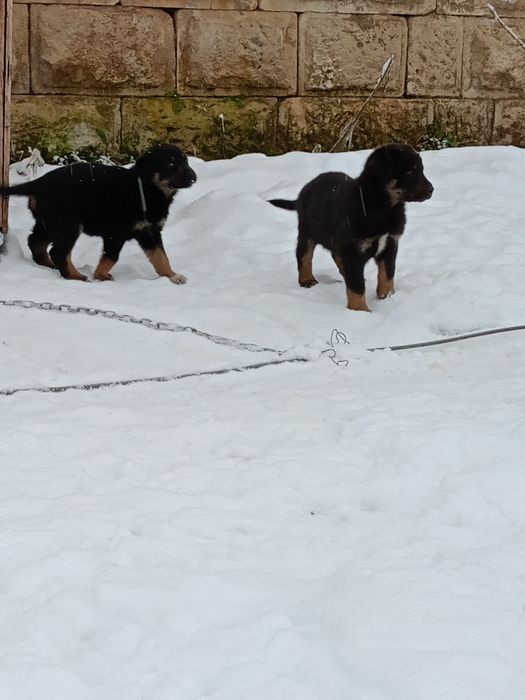 Продавам ротвайлерчета .