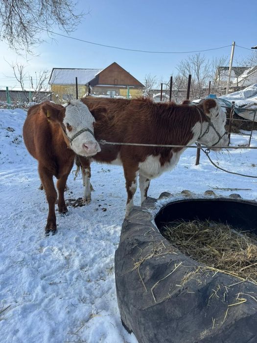 Продам коров белоголовые