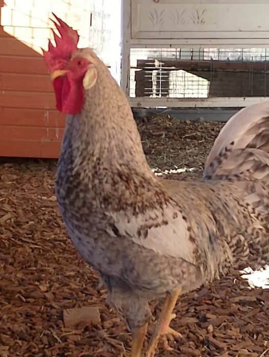 Петли за курбан и  разплод