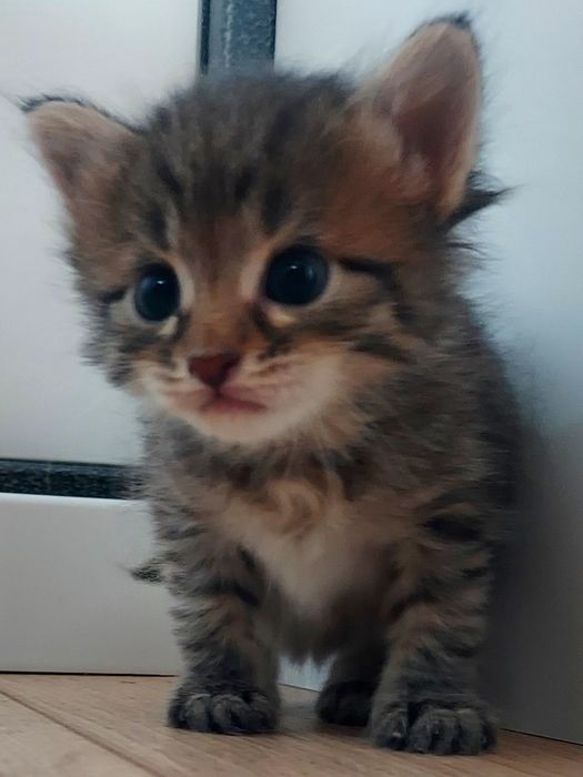 Отдадим в добрые руки котят.