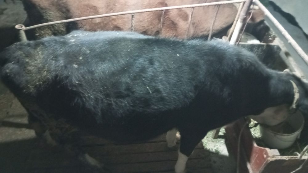 Сиыр сатылады бағасы 400000