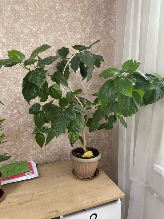 Домашние цветы.