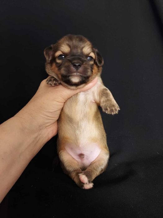 Продаю щенков чихуахуа