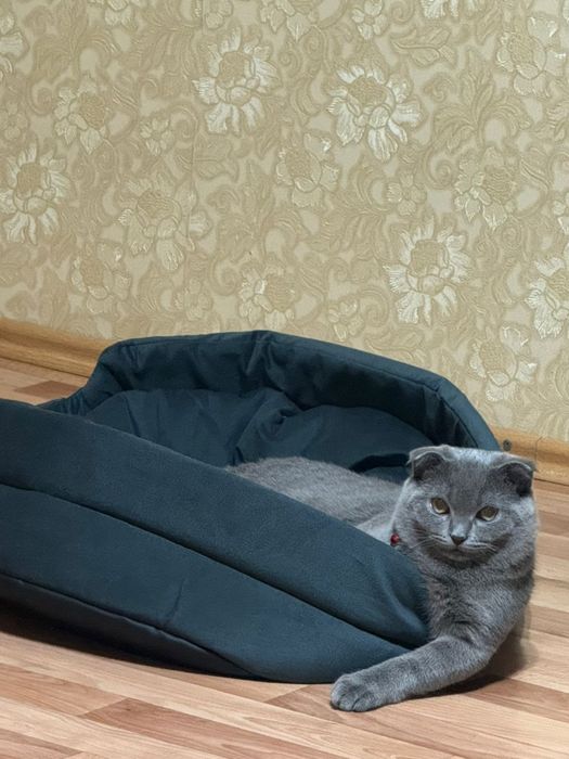 Шотландский красавчик для вязки