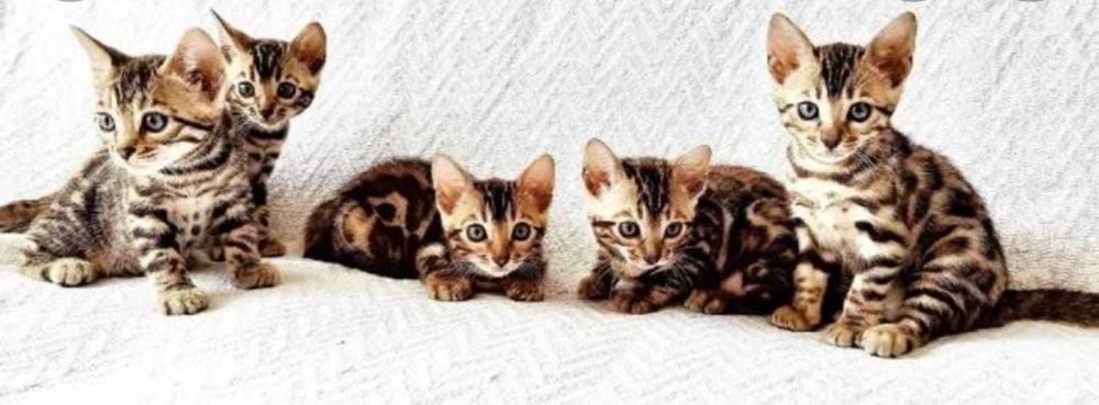 Золотые бенгальские котята