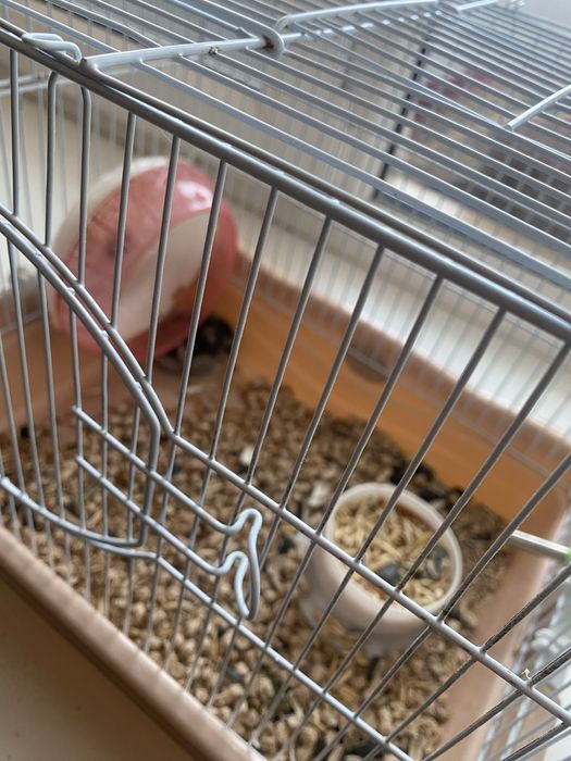 Хомячок девушкаа