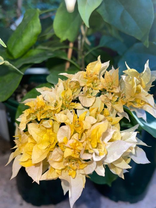 БУГЕНВИЛИЯ в горшках