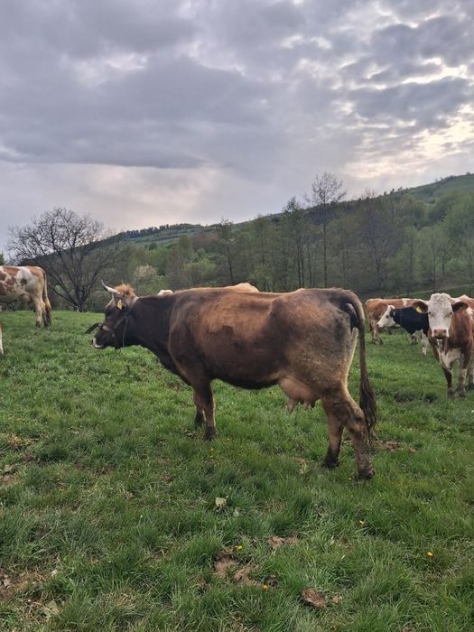 Vand vaci cu lapte fatate recent si gestante