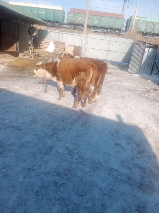 Ақ басты таналар сатылады .