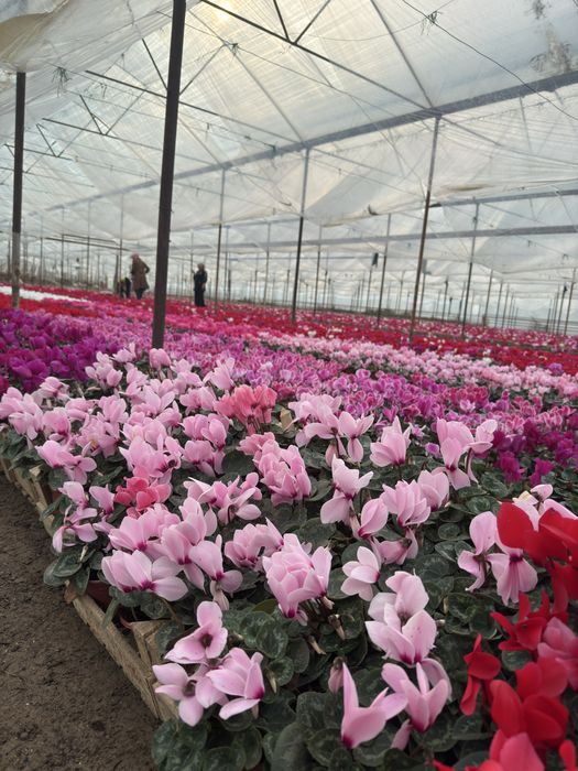 Steklamen Gullar sotuvda