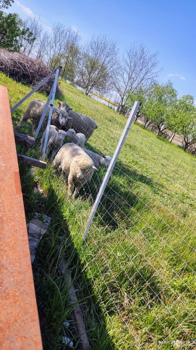 Vând berbecuți rasa ile de France