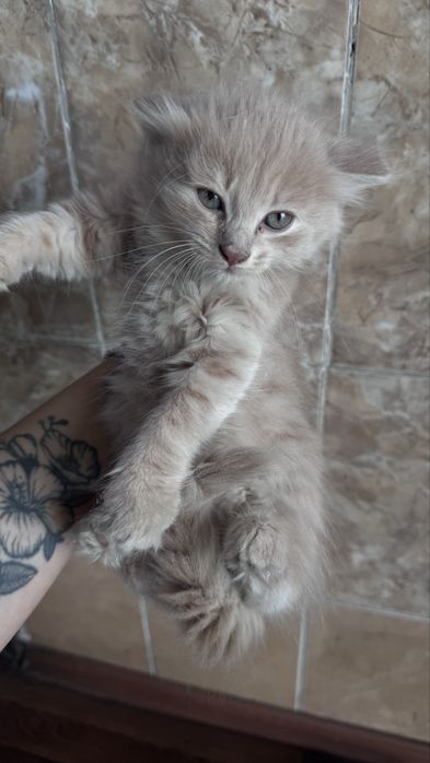 Отдам котят очень ласковых