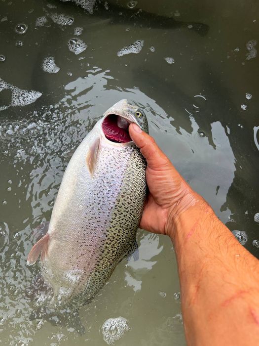 Форель сотилади келишилган нархда